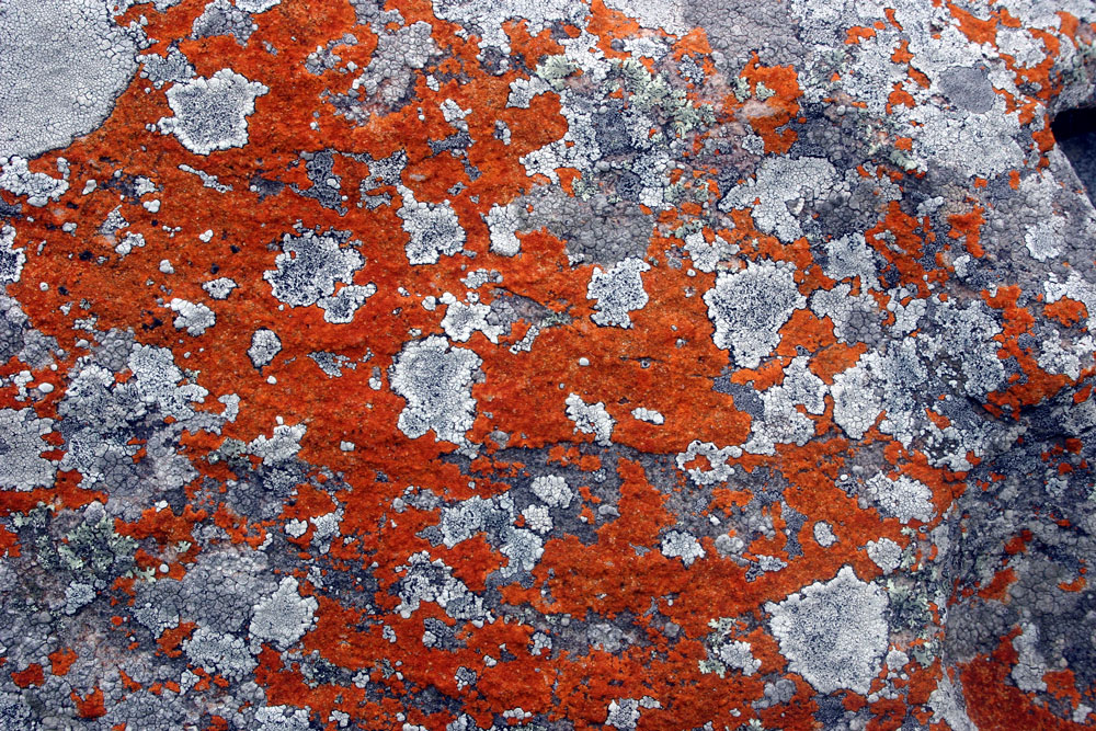 lichen3